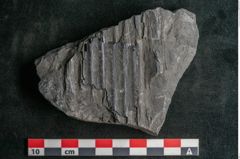 Foto (Detailansicht) von Sigillaria elongata Brongniart (NHMW-GEO-2024-0188-11061)